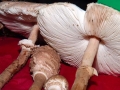 Macrolepiota procera 10134